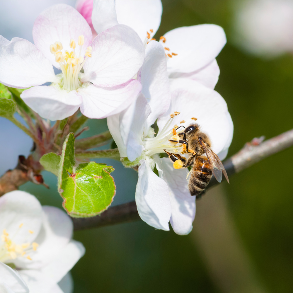 Honigbiene an Apfelblüte