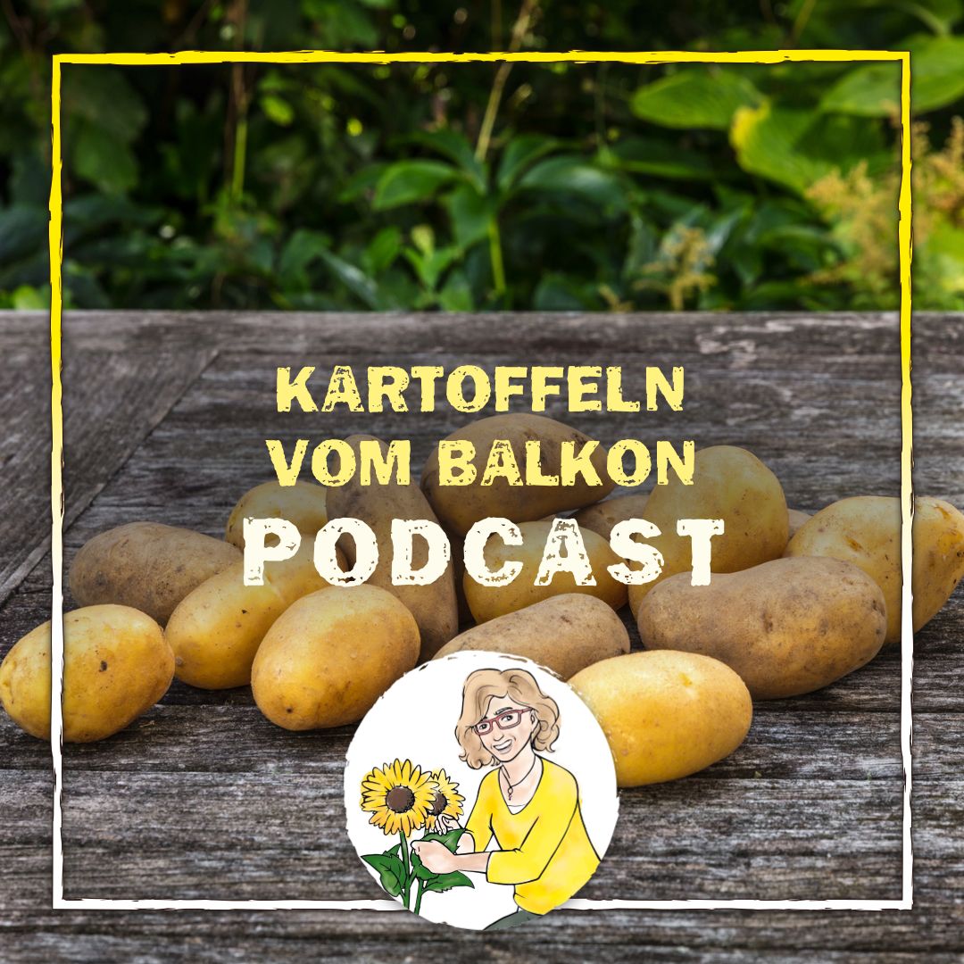 Kartoffeln vom Balkon