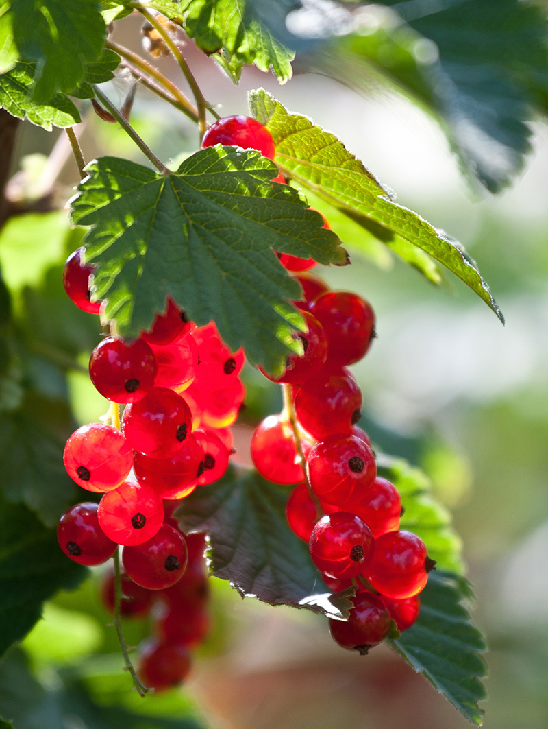 Rote Johannisbeeren