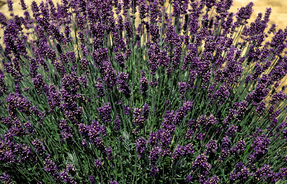 Lavendel