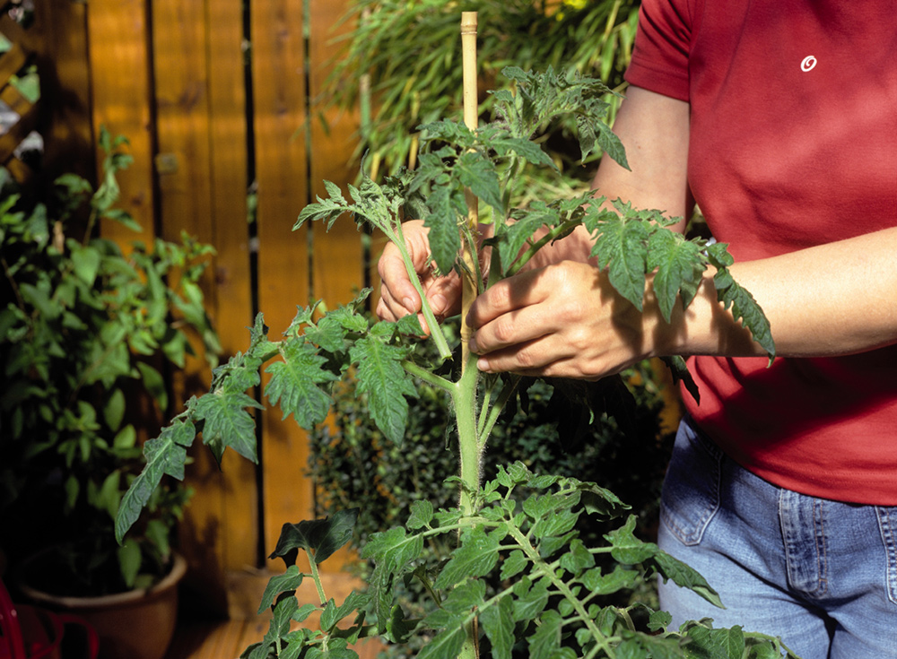 Tomaten ausgeizen