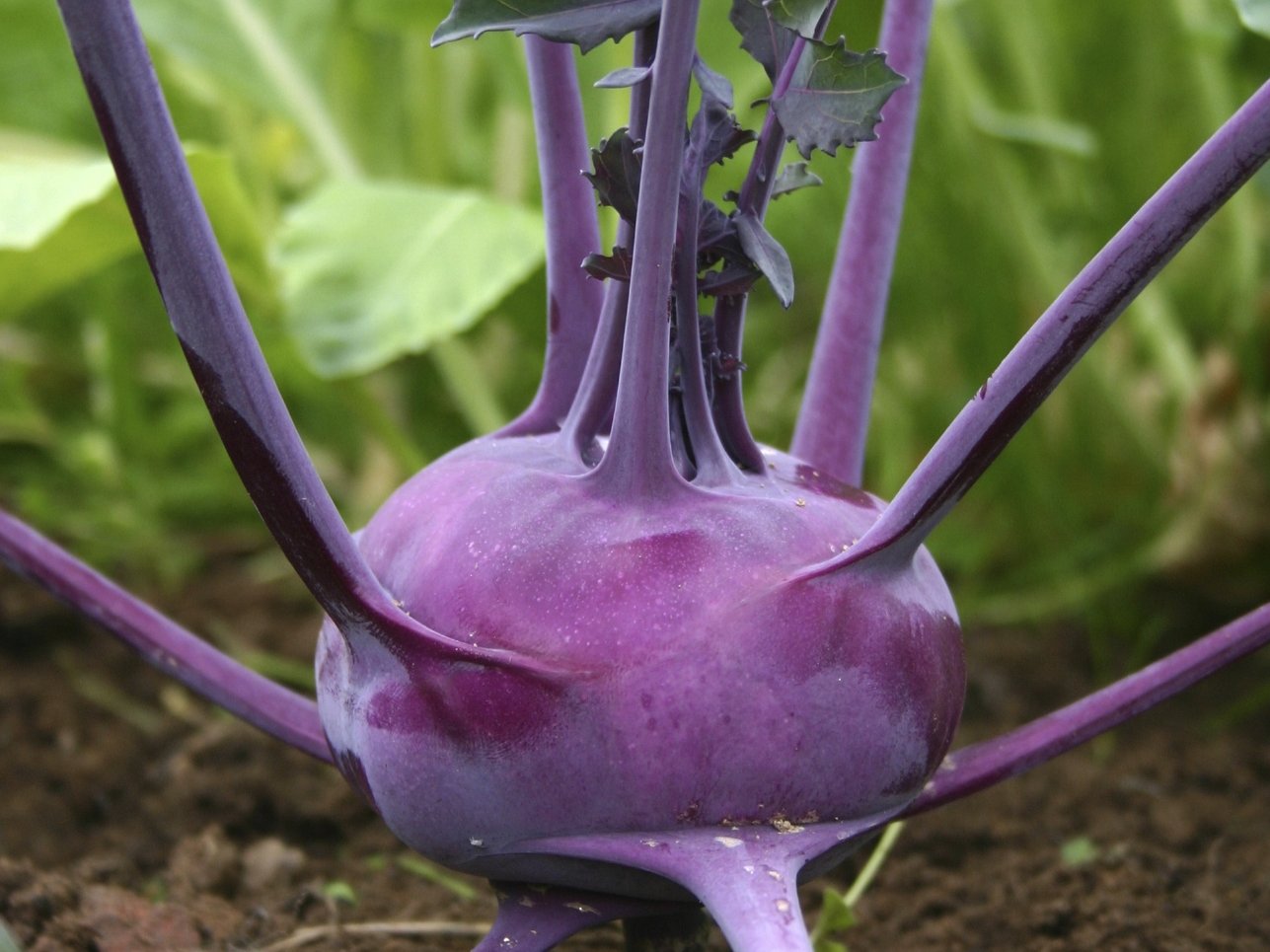 Kohlrabi