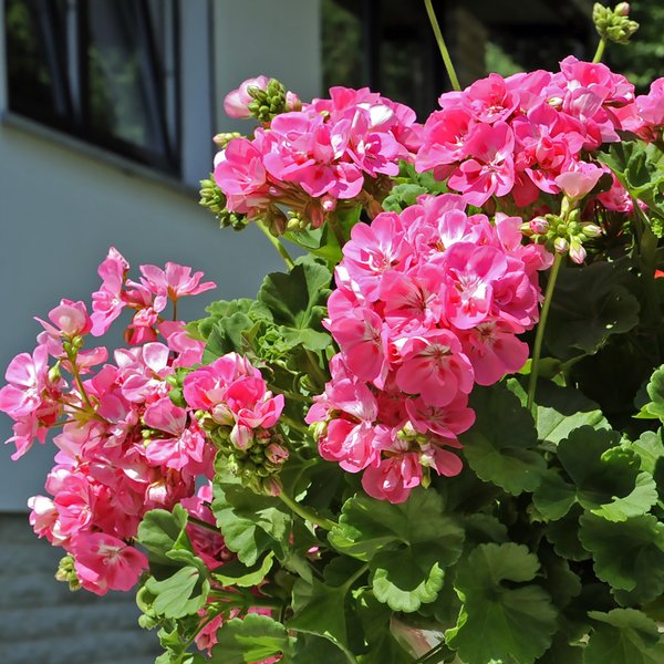 Neudorff Geranie (Pelargonium)