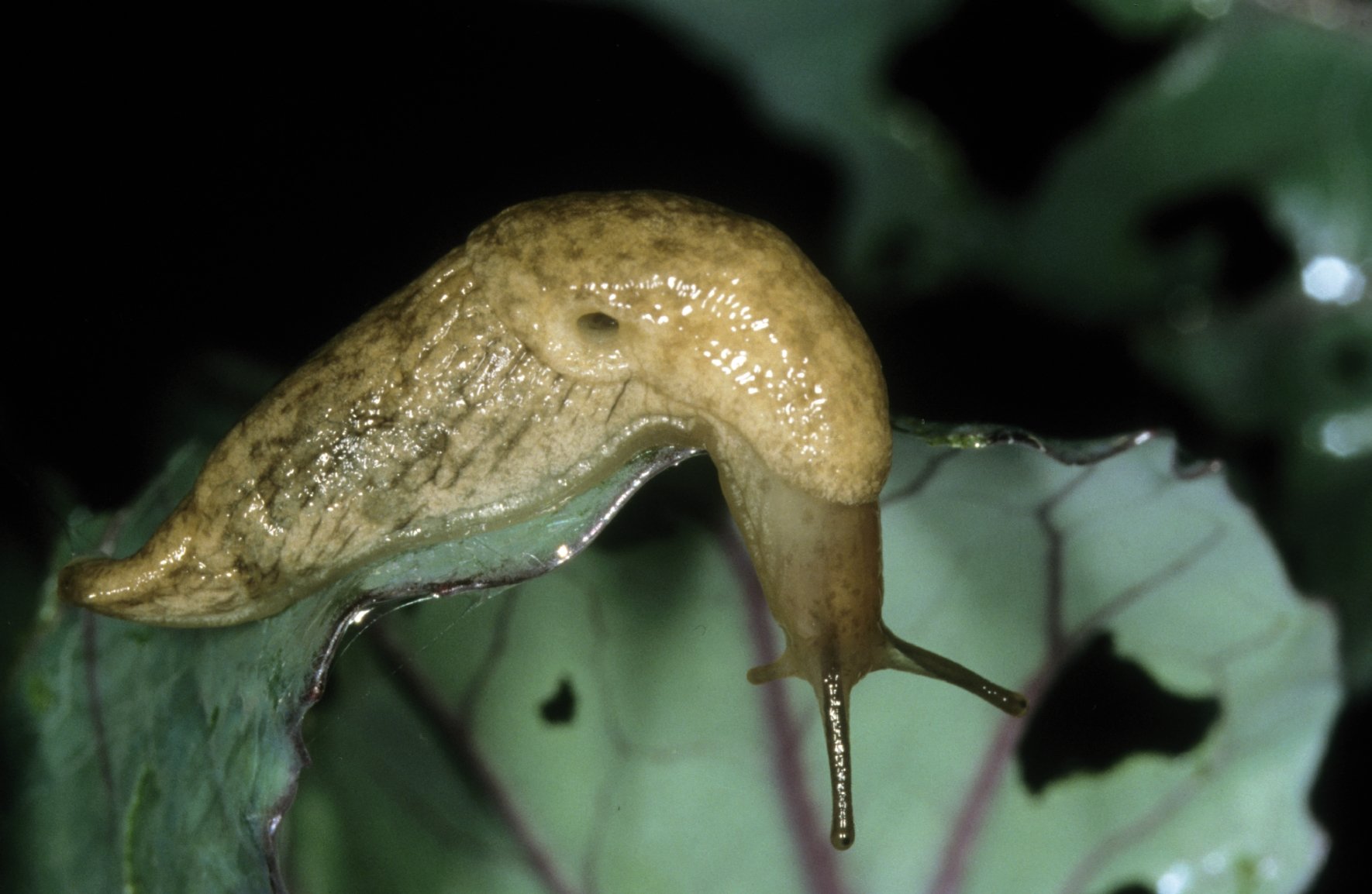 genetzte Ackerschnecke