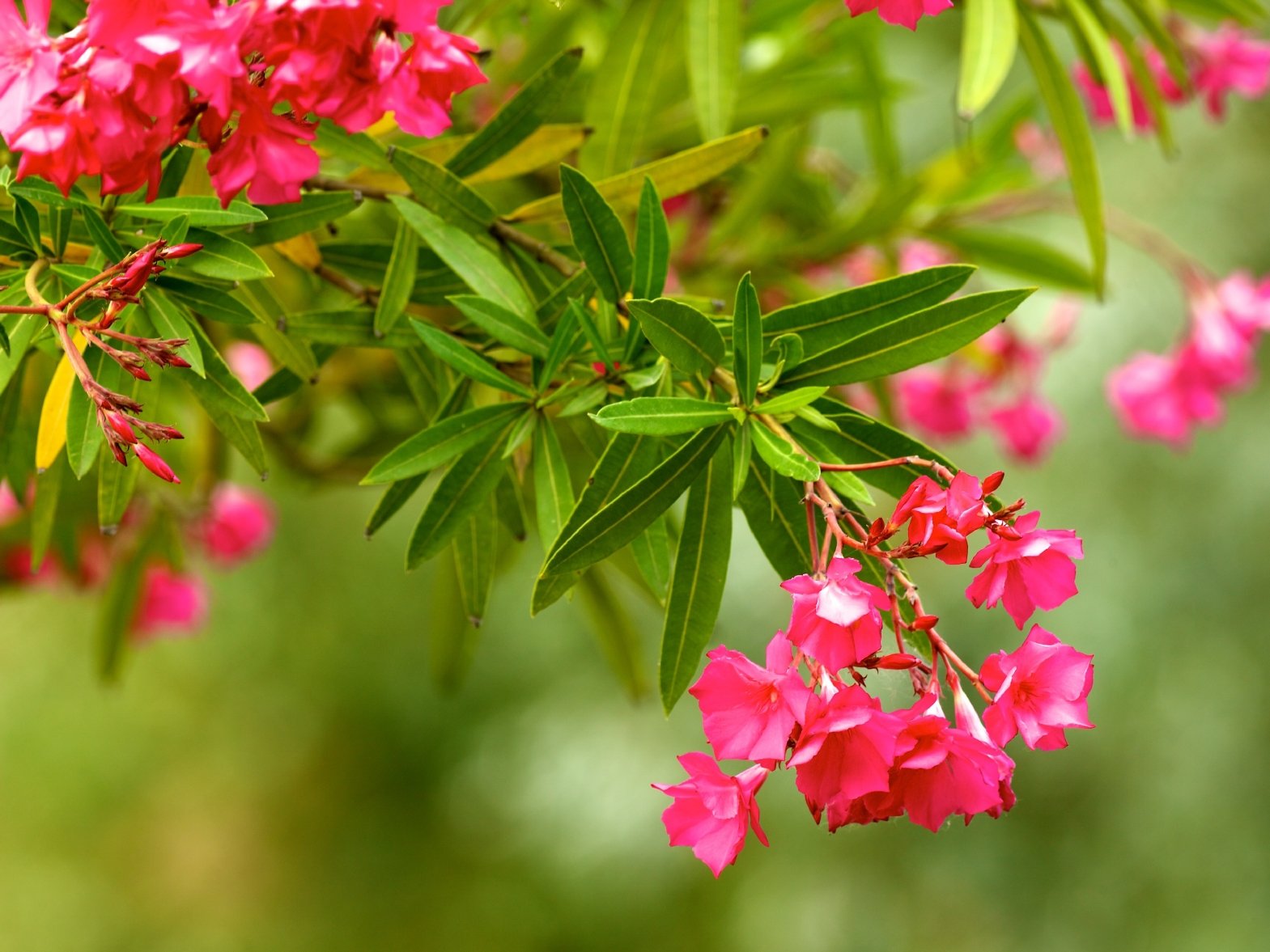 Schildläuse lieben den Oleander