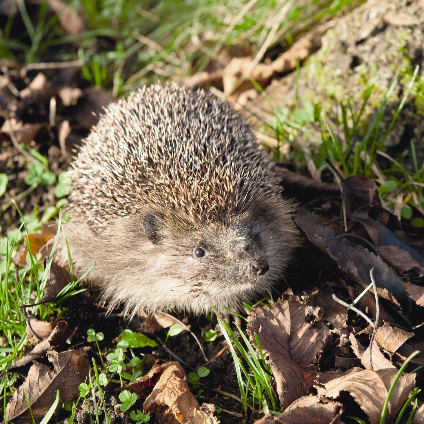 Igel: Der natürliche Feind des Dickmaulrüsslers