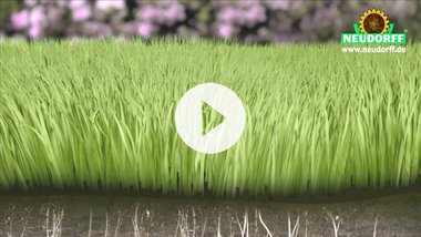 POS-Film Rasenpflege mit System