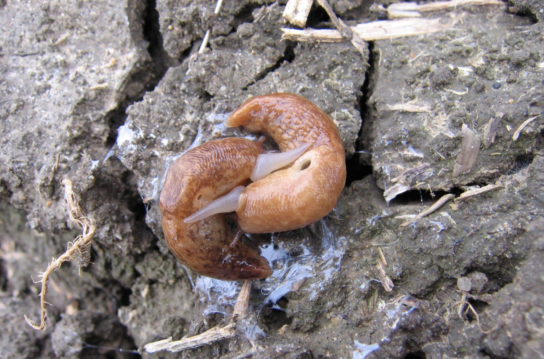 Sich paarende Schnecken