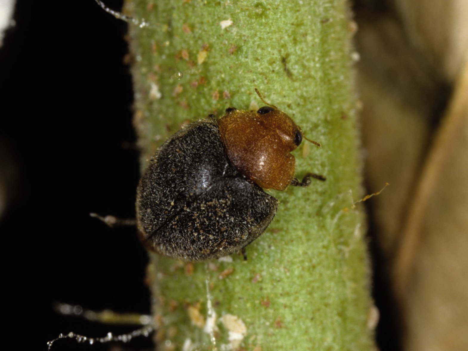 Der Australische Marienkäfer ist ein natürlicher Feind der Wolllaus