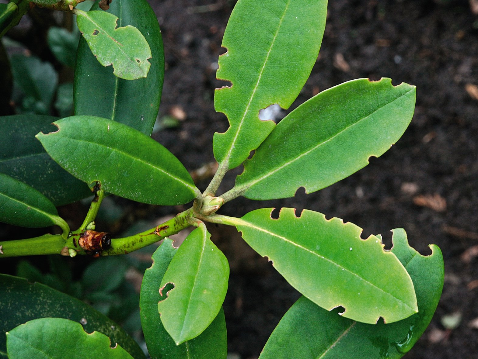 Fraßspuren am Rhododendron vom Dickmaulrüssler