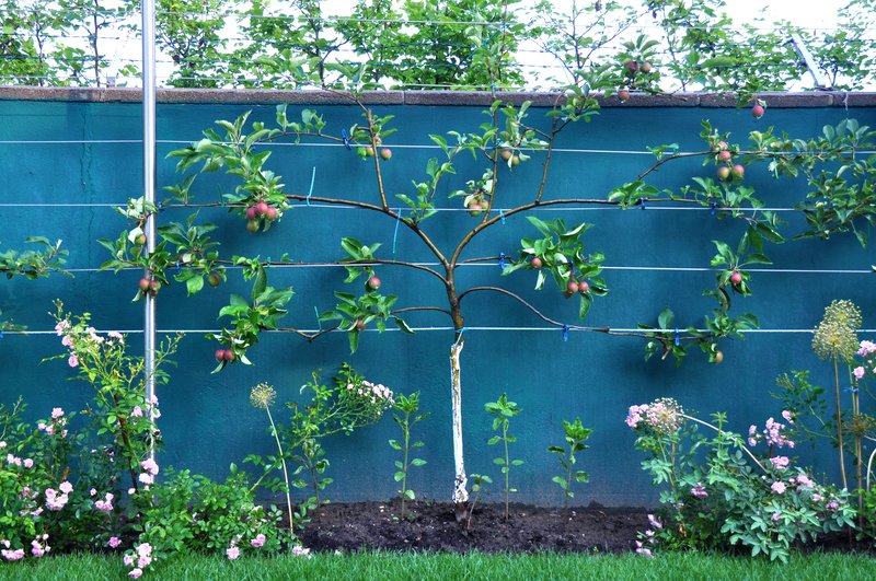 Neudorff Obst aus dem Garten so gesund!