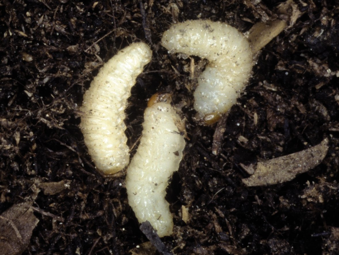 Dickmaulrüssler-Larven fressen unterirdisch an den Wurzeln der Pflanzen