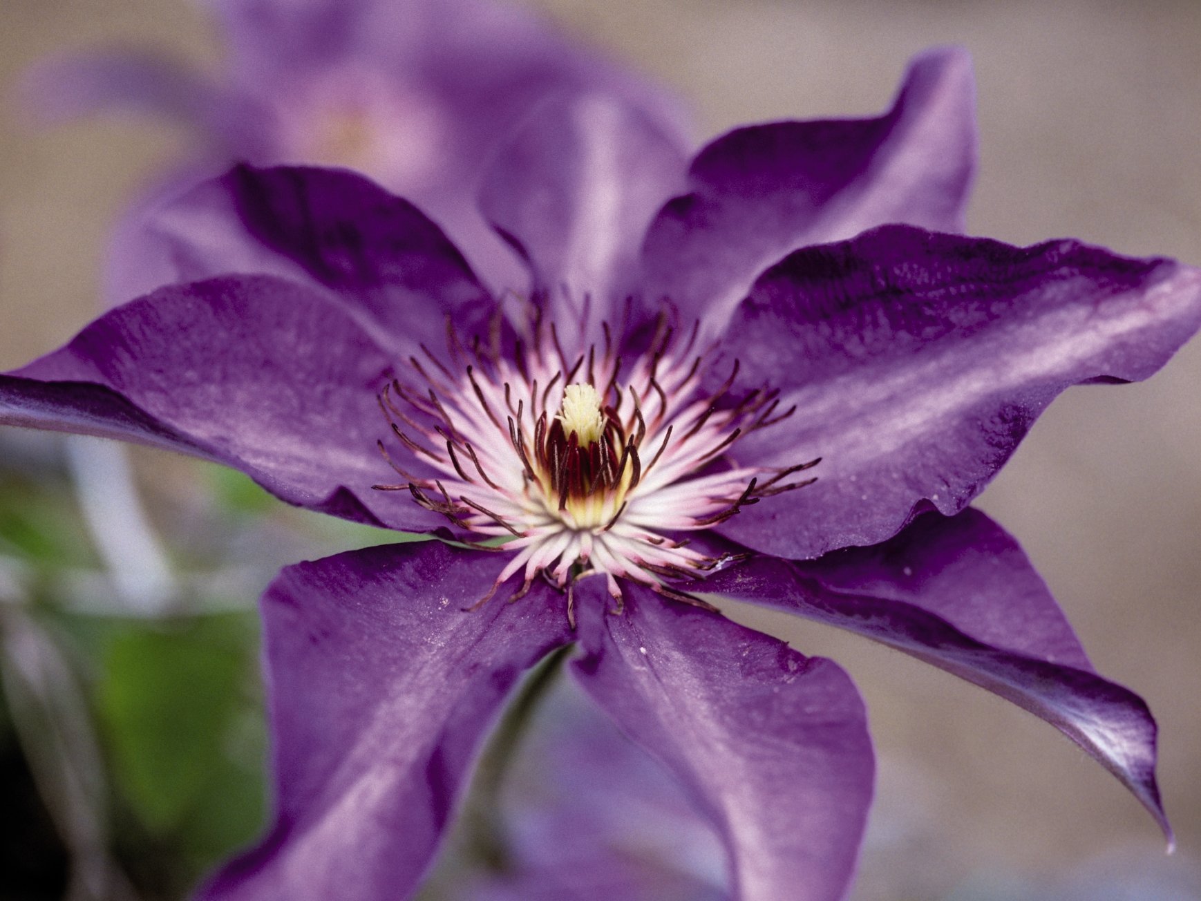 Clematis mag der Dickmaulrüssler gern