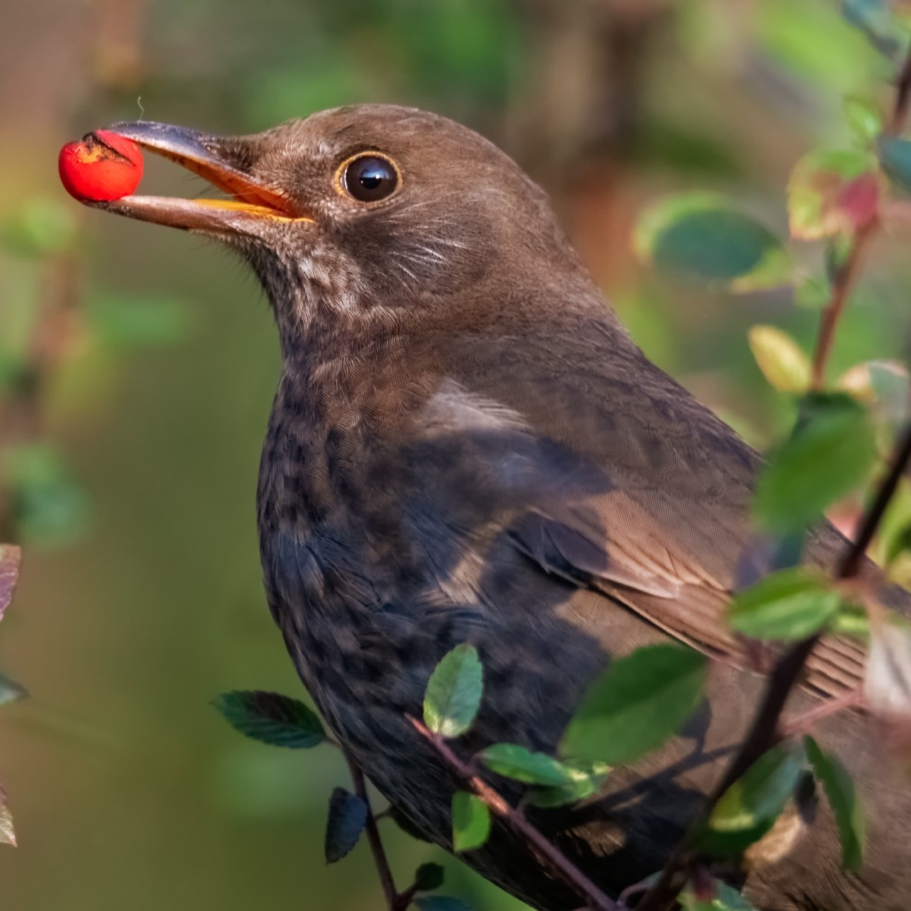 Amsel: Der natürliche Feind des Dickmaulrüsslers