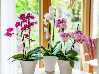 Wollläuse befallen auch Orchideen