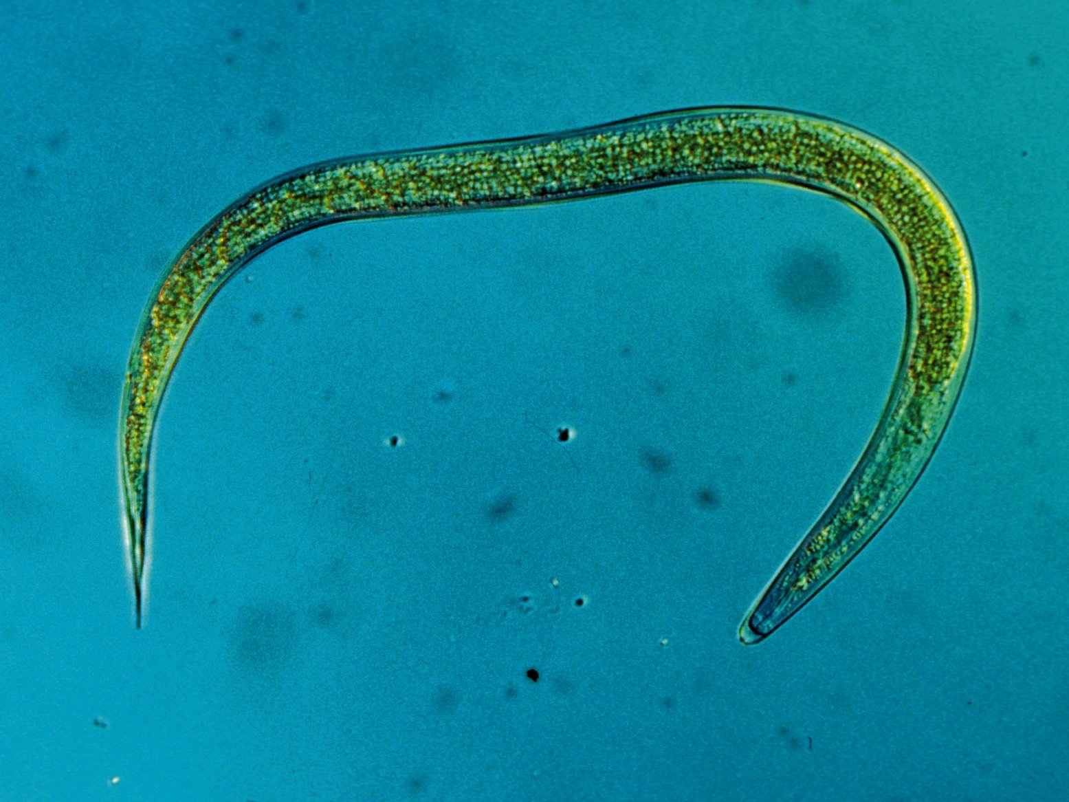 HM-Nematoden sind die natürlichen Feinde des Dickmaulrüsslers