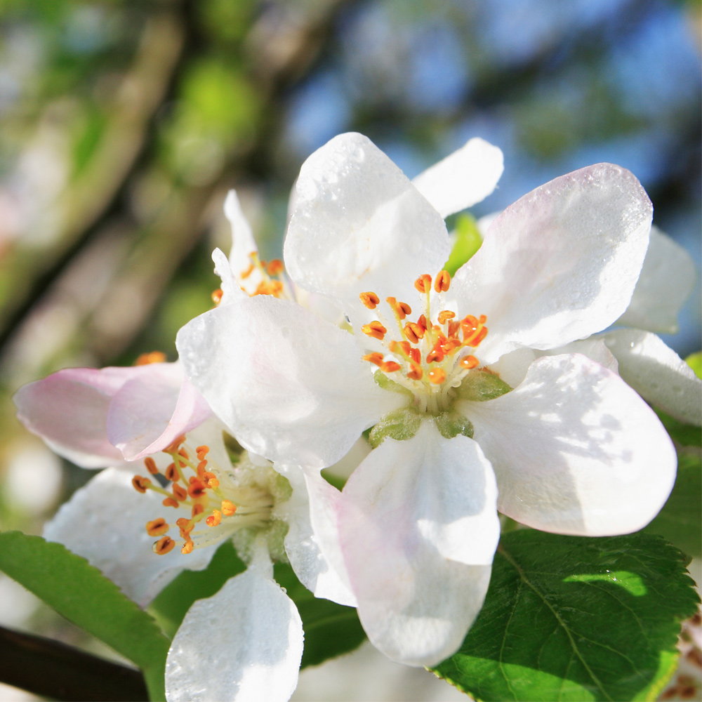 Apfelblüte