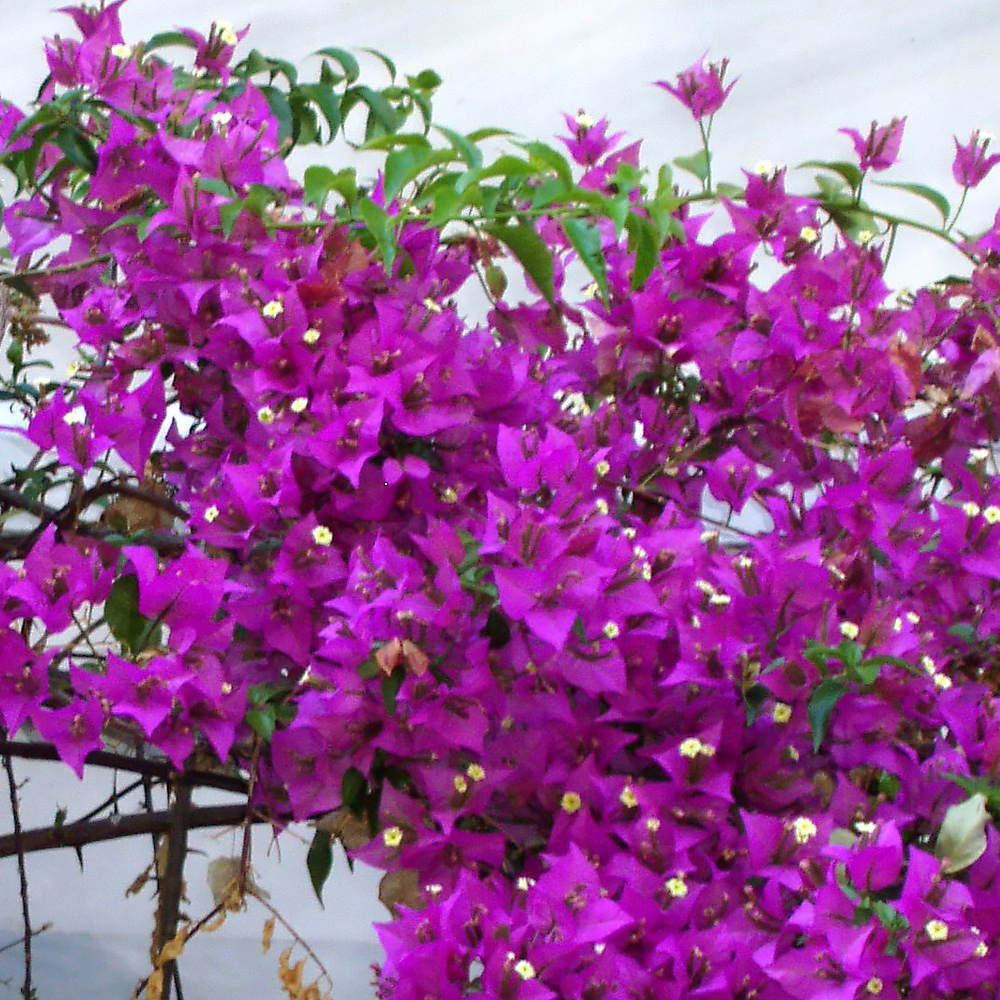 Bougainvillea