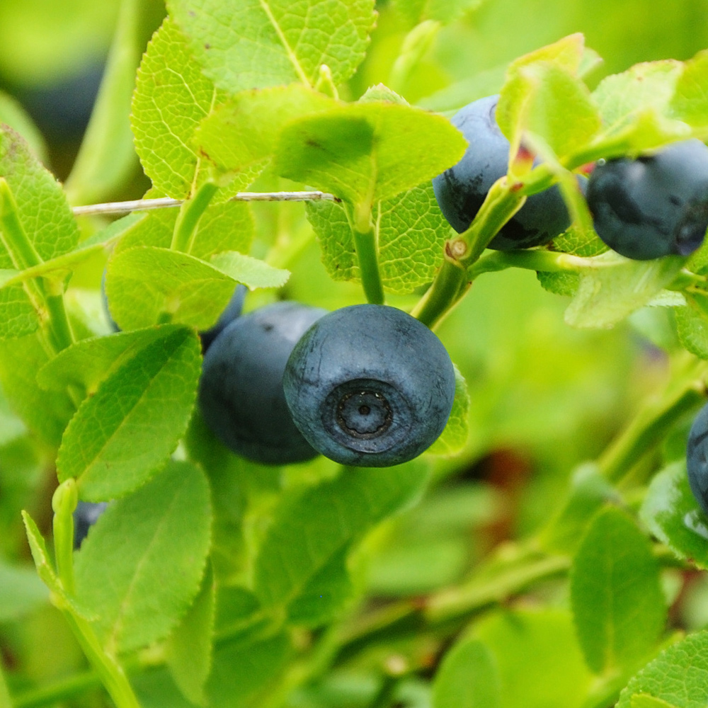 Heildebeeren