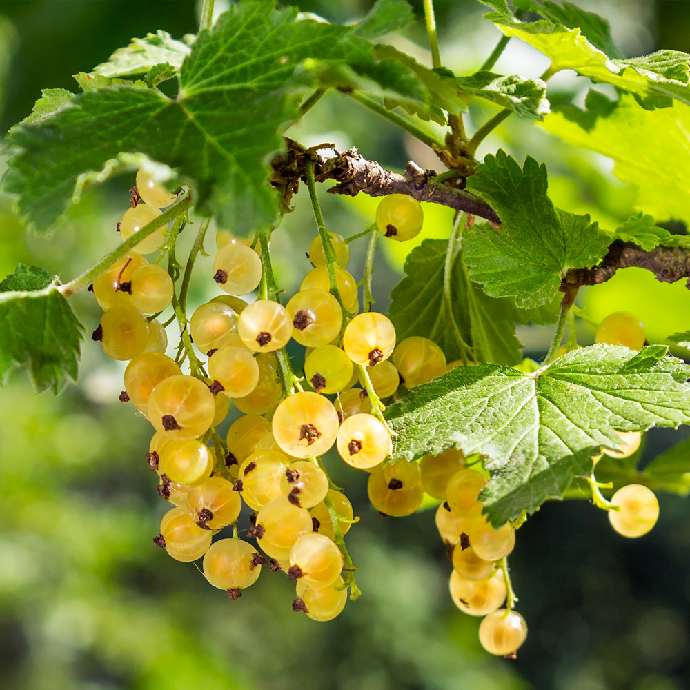 Gelbe Johannisbeeren