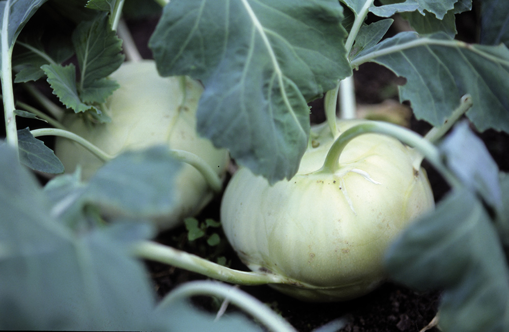 Kohlrabi