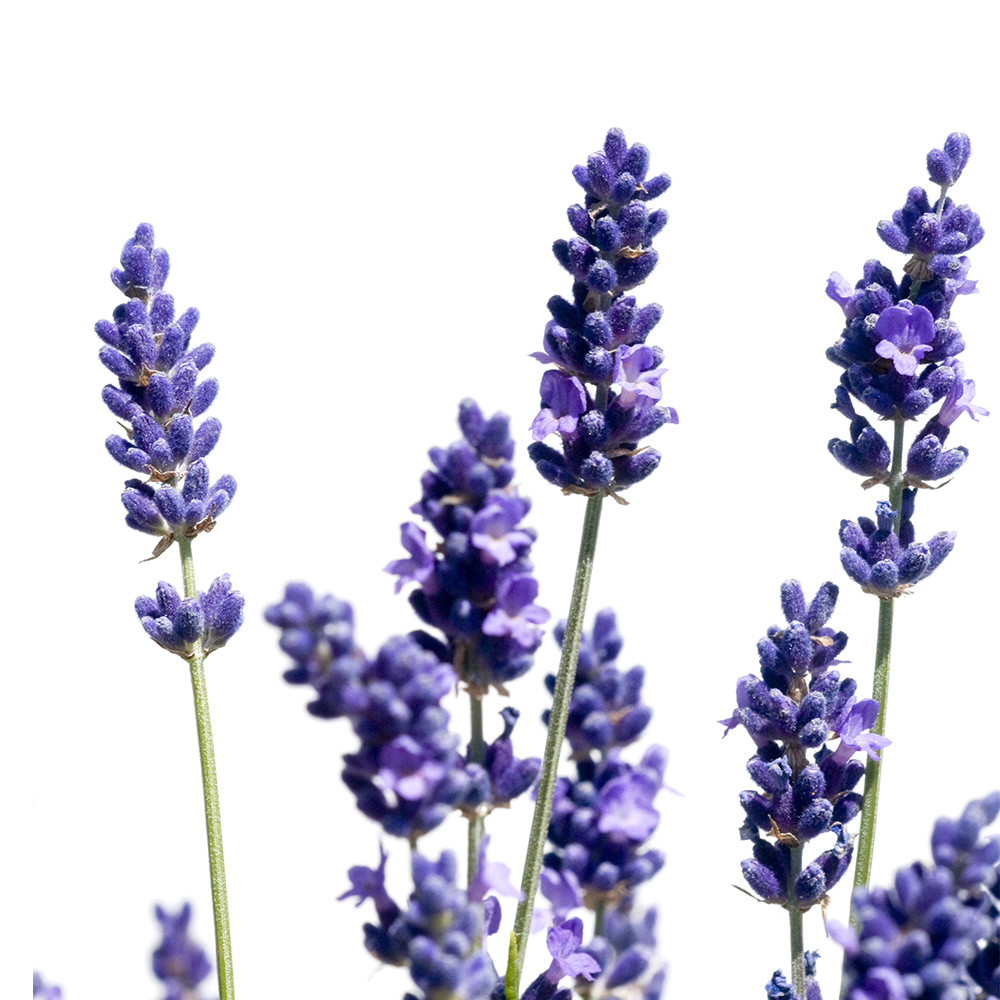 Lavendel