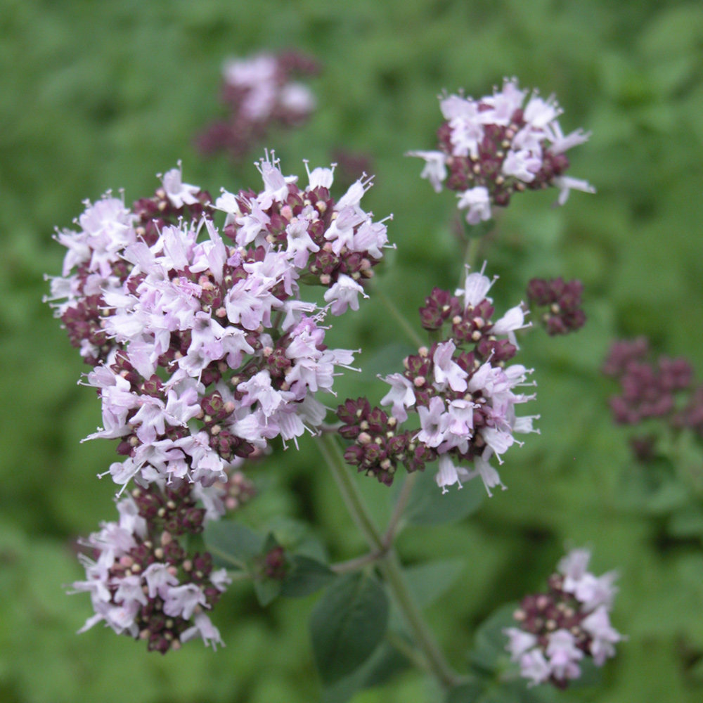 Oregano