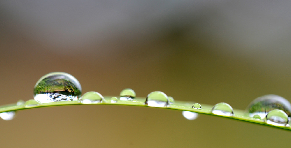 Grashalm mit Wassertropfen