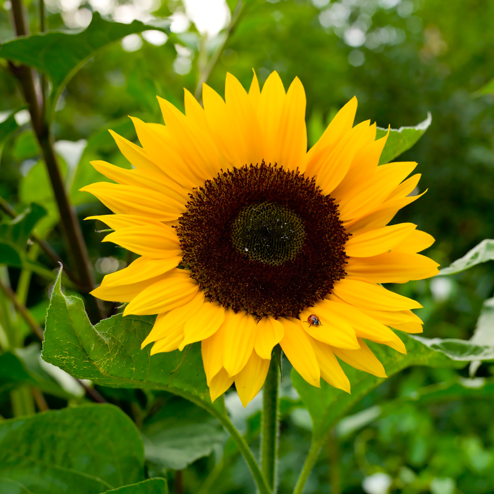 Neudorff: Sonnenblume (Helianthus annuus)