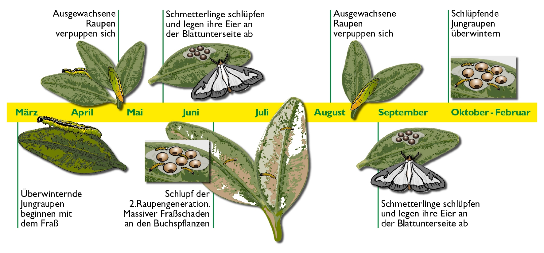 Schaubild Buchsbaumzünsler Zyklus