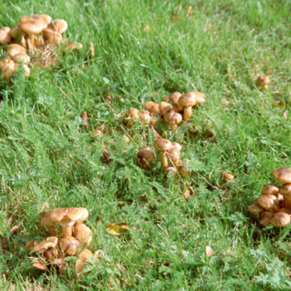Pilze im Rasen