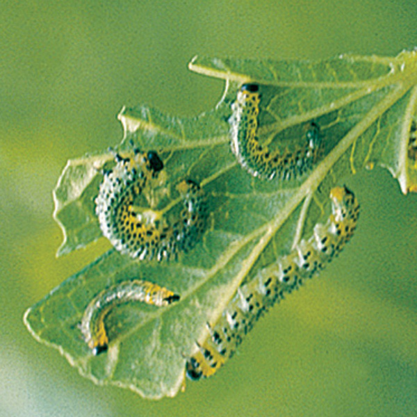 Stachelbeer Blattwespe