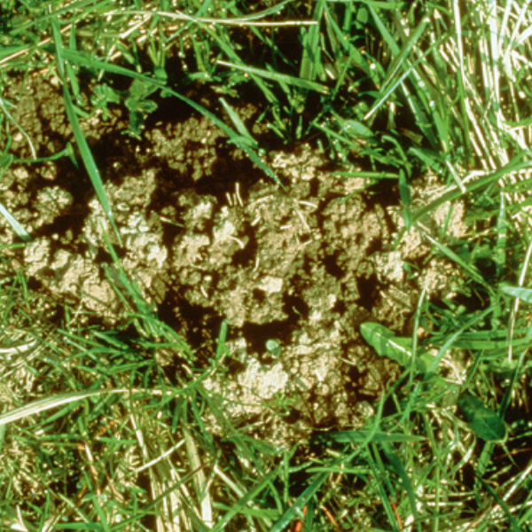 Wühlmäuse