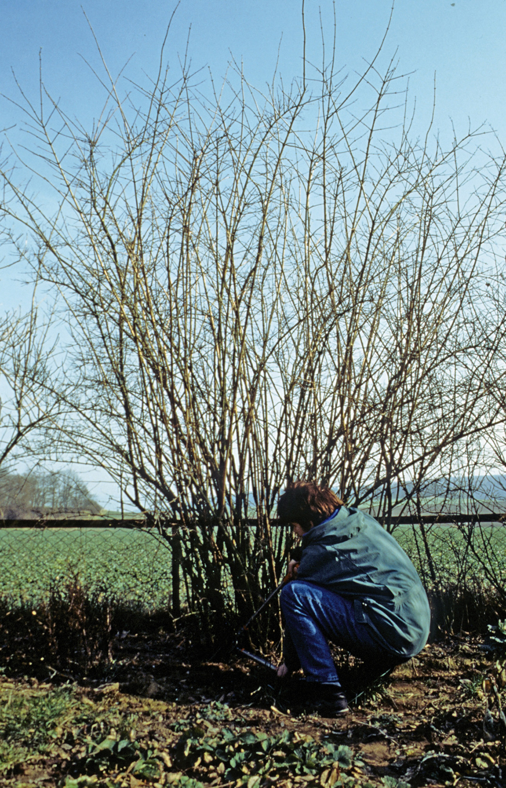 Baum- und Strauchschnitt