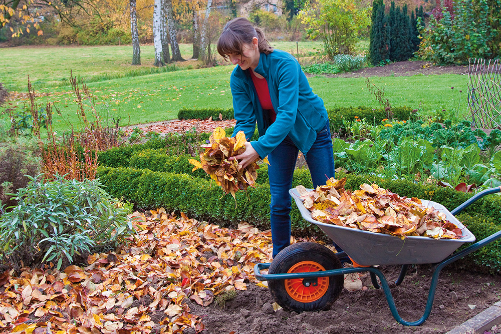 Herbstlaub als Flächenkompostierung