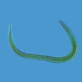 HM-Nematode