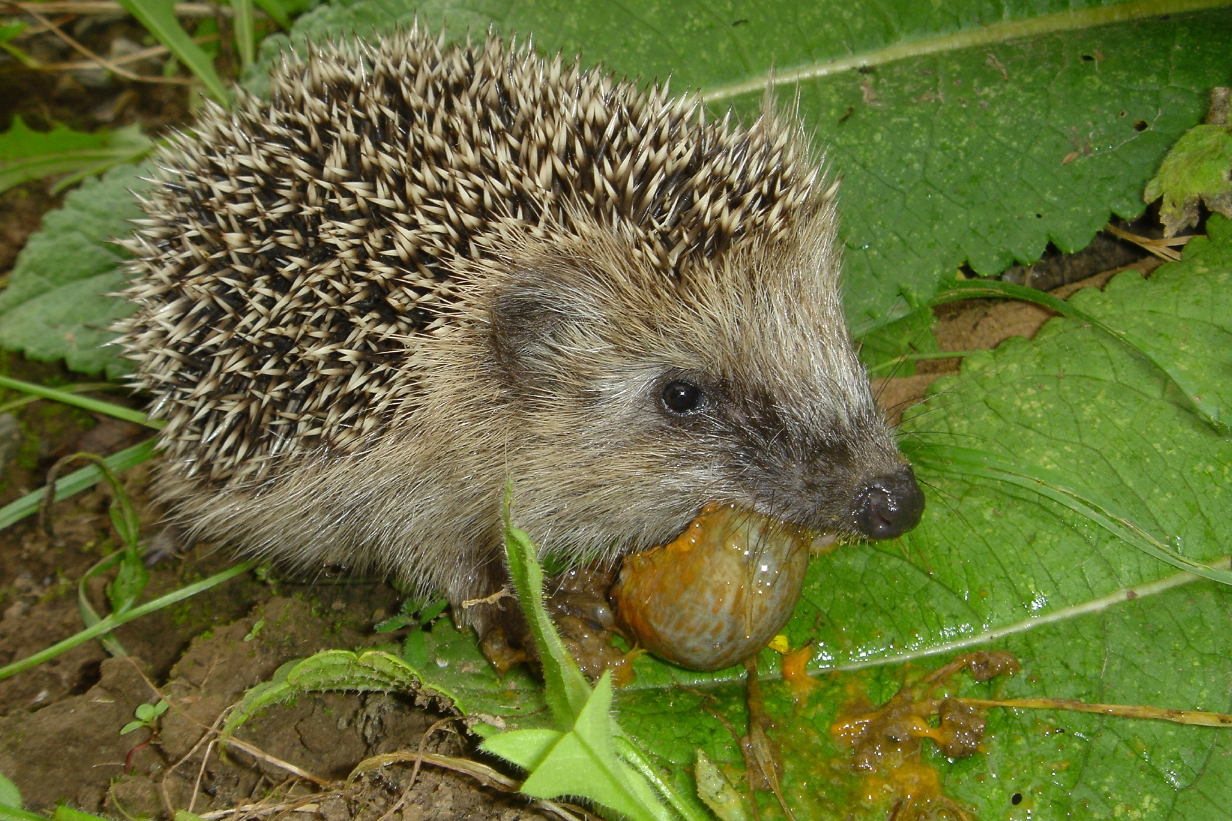 Igel