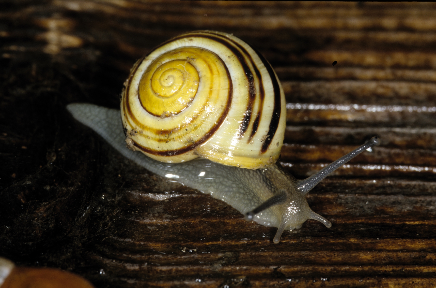 Gehäuseschnecke - Hain-Schnirkelschnecke