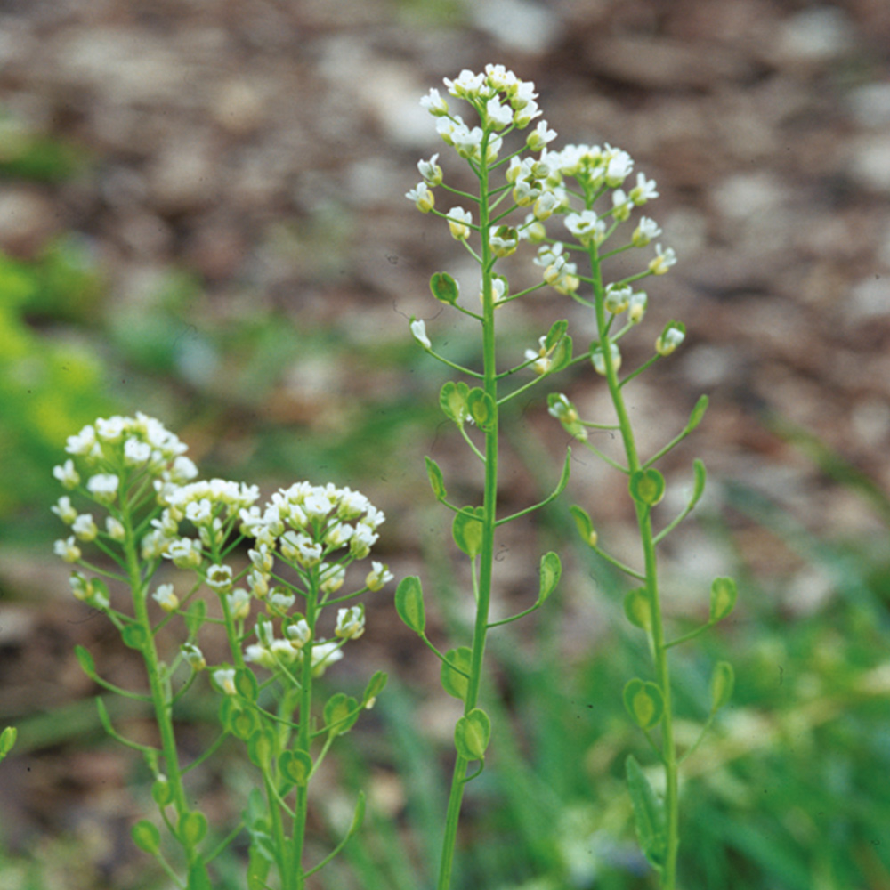 Ackerhellerkraut