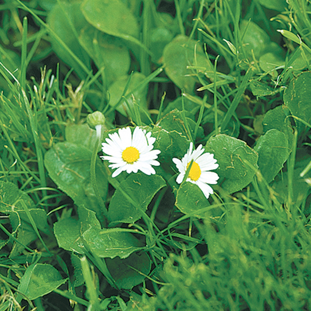 Gänseblümchen