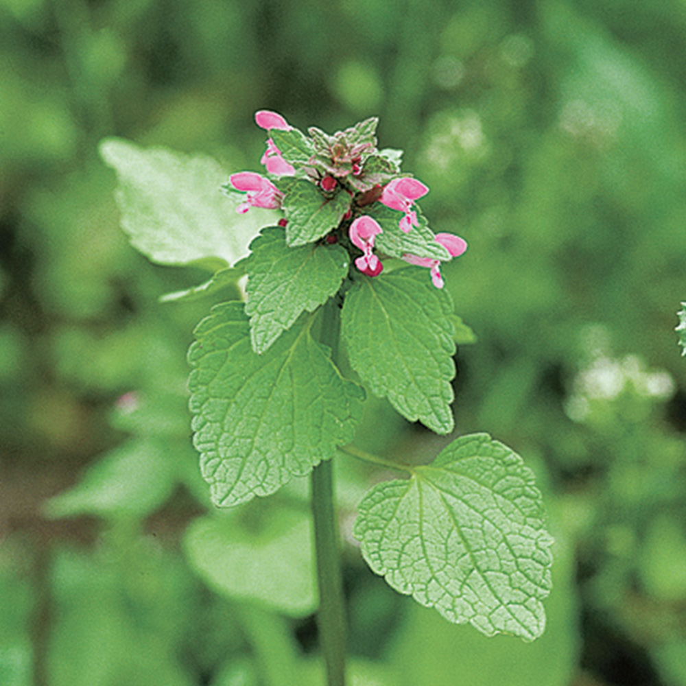 Rote Taubnessel