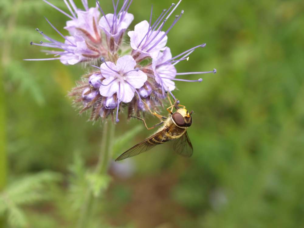 Phacelia