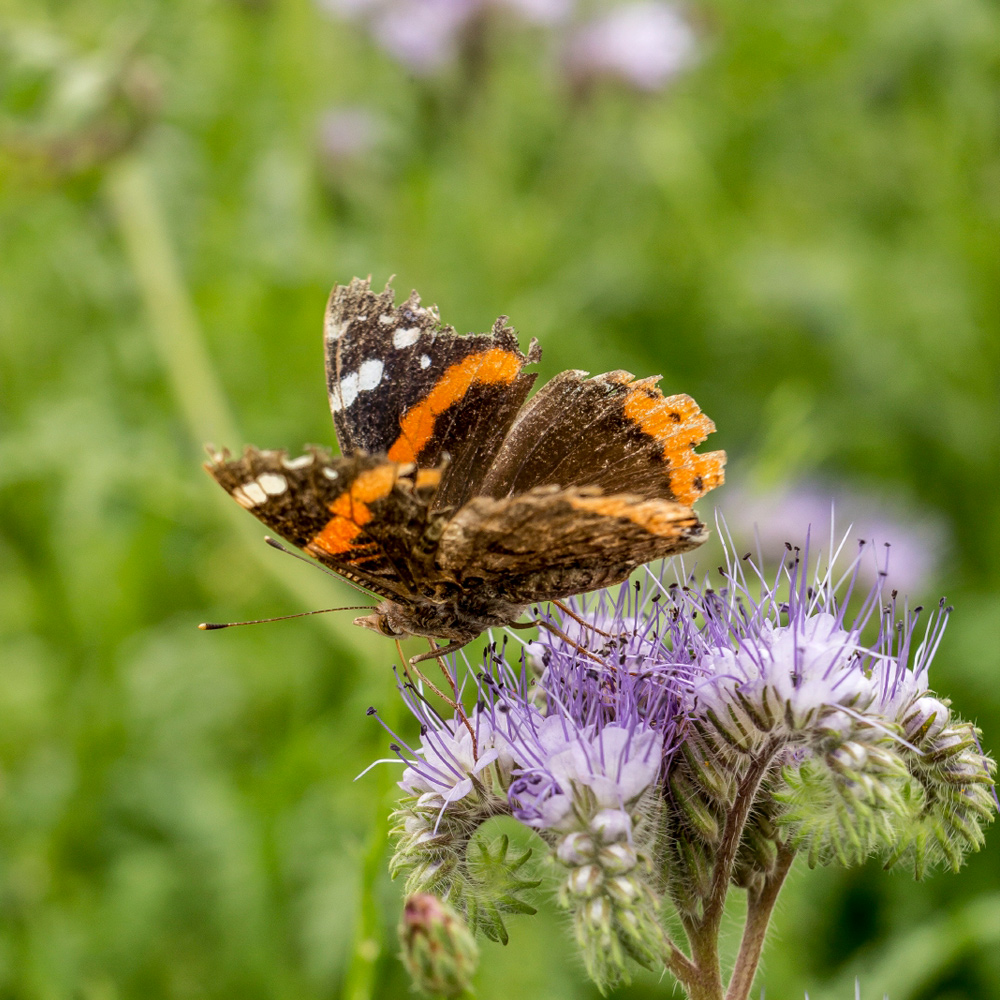 Schmetterling