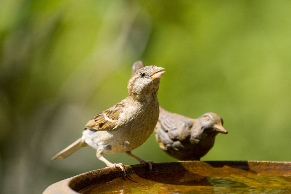 Vogeltränke