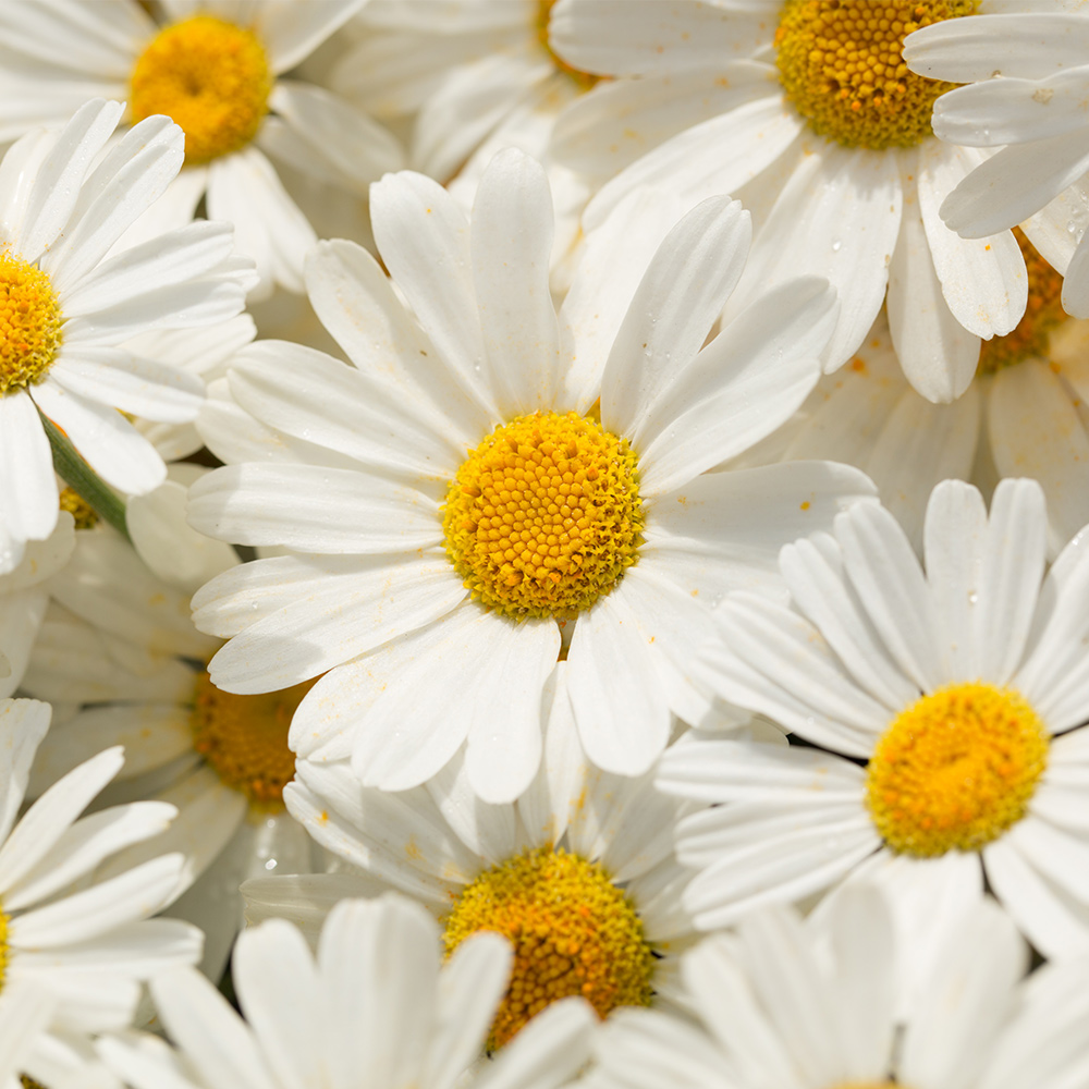 Natur-Pyrethrum