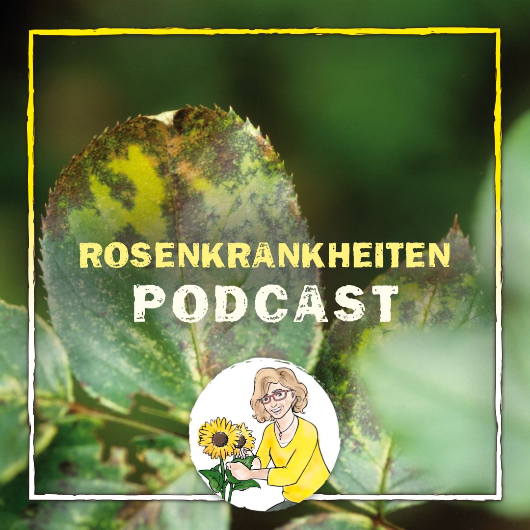 Rosenkrankheiten