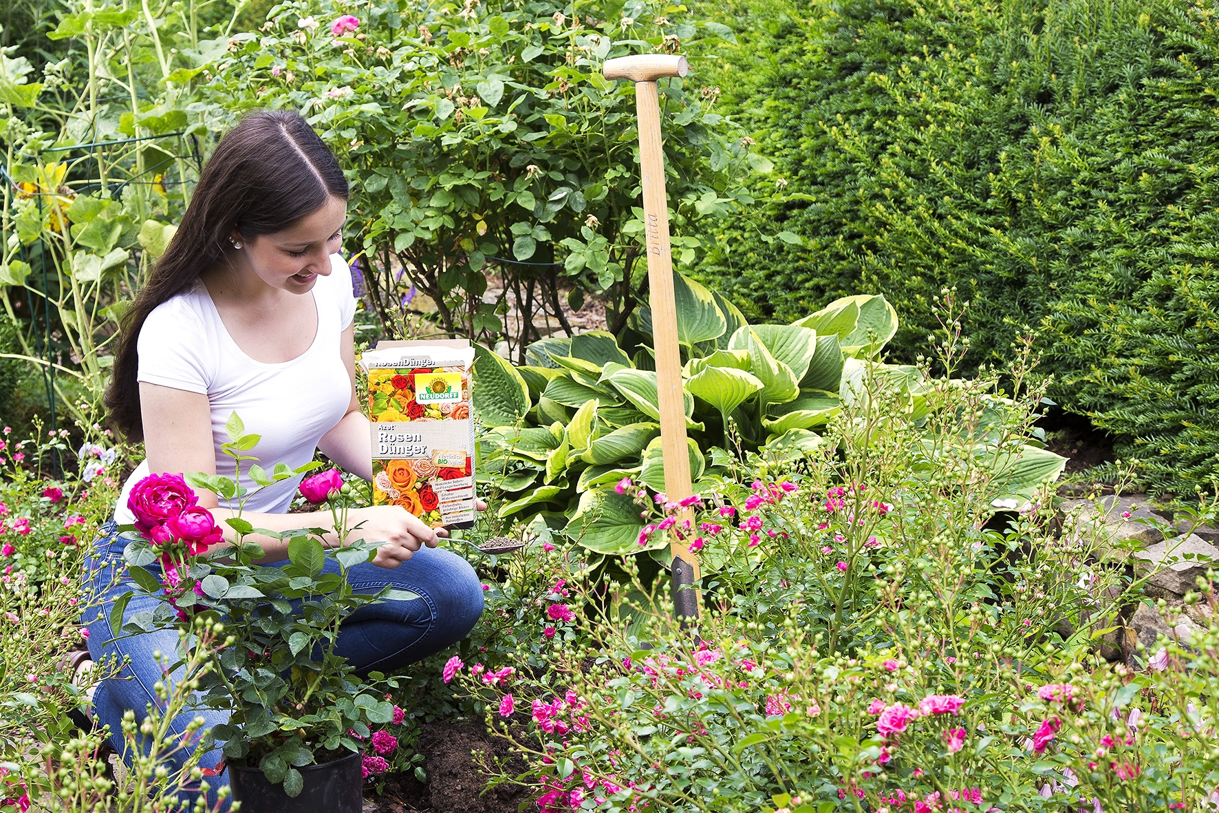 Düngen Sie Ihre Rosen mit Azet RosenDünger von Neudorff