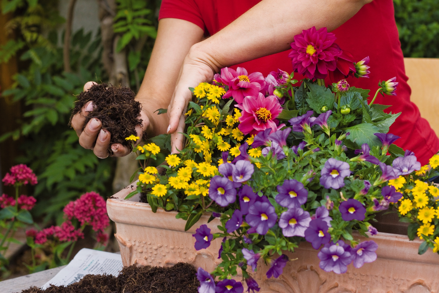 Balkonkästen werden nach dem Einpflanzen der Blumen in den Zwischenräumen mit Erde aufgefüllt