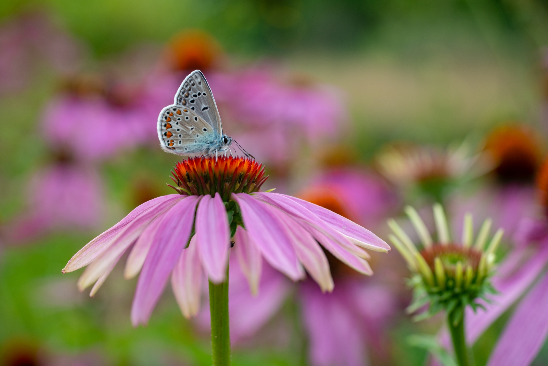 Schmetterlinge fliegen total auf Blumenwiesen