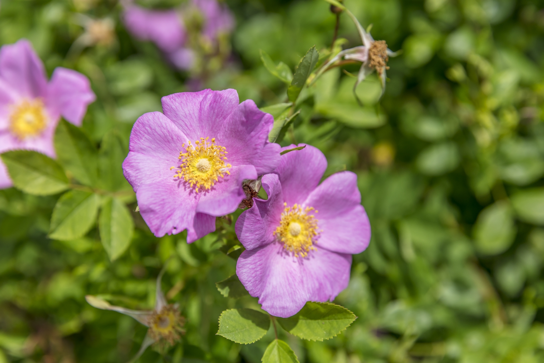 Über einfache, ungefüllte Rosenblüten freuen sich Bienen